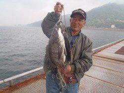 須磨海づり公園 落とし込みでチヌ52.7cm&40cm！！