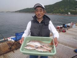 須磨海づり公園　ウキ流し釣りでマダイ21～…