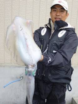 湯浅の磯 アオリイカ胴長～37cm3バイと…
