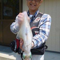 湯浅の磯のヤエン釣りでアオリイカ