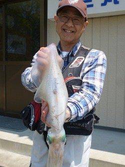 湯浅の磯のヤエン釣りでアオリイカ