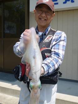 湯浅の磯のヤエン釣りでアオリイカ