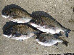 湯浅の磯　フカセ釣り・紀州釣りでのチヌ釣果