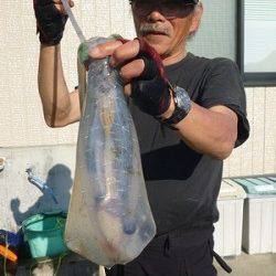 湯浅の磯のヤエン釣りでアオリイカ