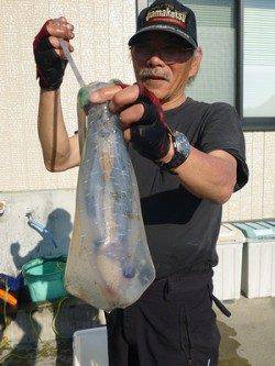 湯浅の磯のヤエン釣りでアオリイカ