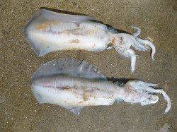 胴長35cm～36cmのアオリイカをウキ釣りで