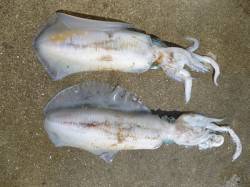 胴長35cm～36cmのアオリイカをウキ釣…