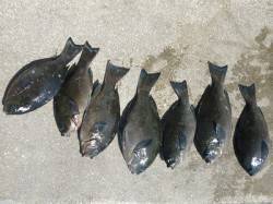 フカセ釣りでグレも好調！　湯浅の磯での釣果…
