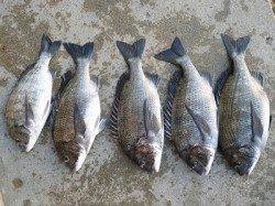 湯浅の磯、紀州釣りで良型チヌをＧＥＴ！！