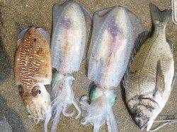 紀州釣りでチヌ ヤエンでアオリ・コウイカも 湯浅の磯
