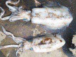 湯浅の磯で春アオリ　エギングでキロアップ