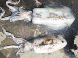 湯浅の磯で春アオリ　エギングでキロアップ