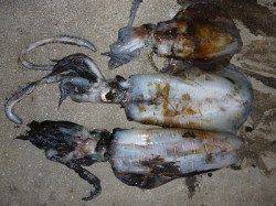 湯浅の磯で春アオリ　エギングでキロアップ