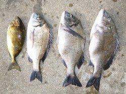 湯浅の磯、紀州釣りでチヌ好調！