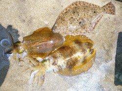 湯浅の磯　活きアジのウキ釣りでアオリイカ・ヒラメ