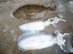湯浅の磯　ヤエン・ウキ釣りでのアオリイカ釣果