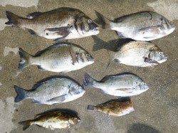 フカセ釣りでは、チヌ・アイゴの釣果あり♪