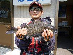 湯浅の磯、フカセで42cmまでのチヌ。