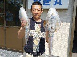 イカ　ウキ釣りでも1.57kgのアオリイカ