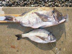 紀州釣りで51.0cmの年無しチヌ！