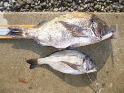 紀州釣りで51.0cmの年無しチヌ！