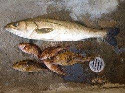 湯浅エリアの磯でショアジギ・64cmのスズキをキャッチ