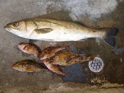 湯浅エリアの磯でショアジギ・64cmのスズ…