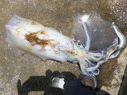 湯浅の磯　ヤエンでのアオリイカはキロUPの良サイズ