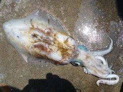 湯浅の磯　ヤエンでのアオリイカはキロUPの良サイズ