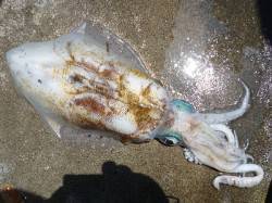湯浅の磯　ヤエンでのアオリイカはキロUPの…
