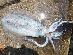 湯浅の磯エギング、ヒットカラーはピンクとパープル