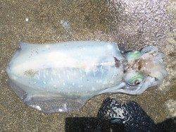 湯浅の磯エギング、ヒットカラーはピンクとパープル