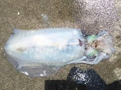 湯浅の磯エギング、ヒットカラーはピンクとパ…