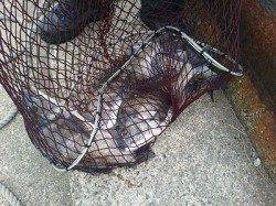 湯浅の磯のフカセ釣りで良型チヌの釣果