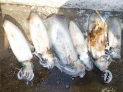 湯浅の磯でヤエン　キロアップのアオリが好釣…