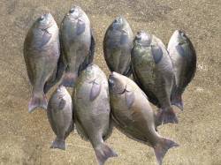 グレ、数釣れています　湯浅の磯での釣果