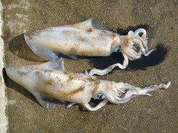 湯浅の磯のヤエン釣果〜1.96kgのアオリイカ