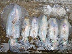 湯浅の磯良型アオリ、ウキ釣りで〜2.41kg6パイ・ヤエンで2.13kg2ハイ