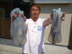 湯浅の磯エギングでのアオリイカ、ヒットカラーはピンク、オリーブ