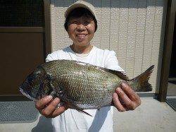 湯浅の磯のチヌ〜フカセ・紀州釣りでの釣果