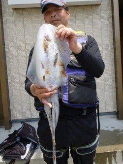 湯浅の磯　ヤエンでアオリイカ2.03kg