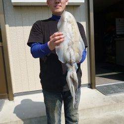湯浅の磯　ヤエンでアオリイカ2.03kg