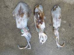 湯浅の磯　エギング・イカウキ釣りでアオリイ…