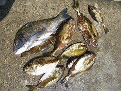 アシカにてミノーのキャスティングでヒラマサ85.1cm☆