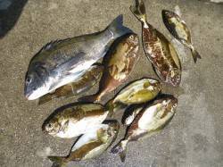 湯浅の磯にて紀州釣りでチヌ50.0cm！！…