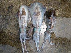 湯浅の磯 ヤエンでアオリイカ2.15kg・ウキでも釣果あり