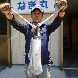 4号のエギでアオリイカ1.43kg♪　湯浅の磯でのエギング