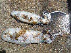 4号のエギでアオリイカ1.43kg♪　湯浅の磯でのエギング