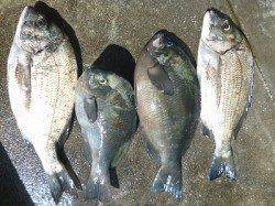 湯浅の磯　紀州釣りでグレ&チヌの釣果