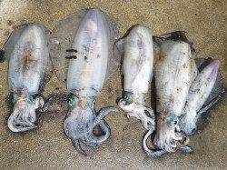 ヤエン&エギングで良型アオリイカ〜湯浅の磯